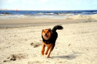 Ostsee mit Hund