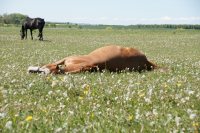 Reiten Ostsee