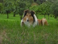 Wellnessurlaub im Schwarzwald mit Hund