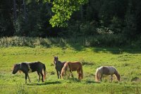 Schwarzwald Reiten