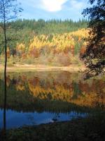 Schwarzwald Herbst