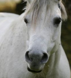 Wellnessurlaub Bayerischer Wald Reiterhof Reiten