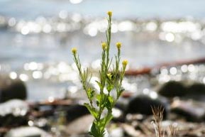 Wellnesskurzurlaub Bodensee